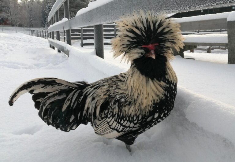 Padovana Chicken: A Unique Heritage Breed with Regal Origins